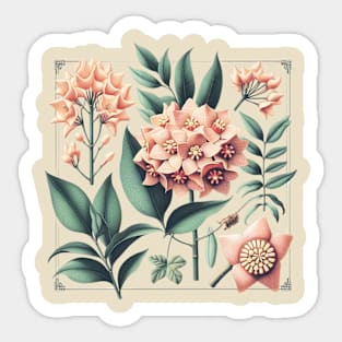 Hoya Carnosa Vintage Botanical Art Sticker